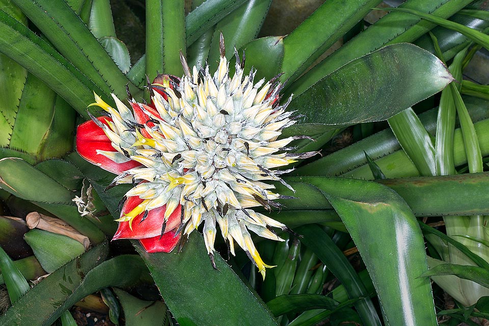 La Aechmea tomentosa de Brasil florece una sola vez y después muere. Epífita, a veces terrestre, tiene hojas que pueden superar 1 m y una inflorescencia de 60-80 cm © Giuseppe Mazza