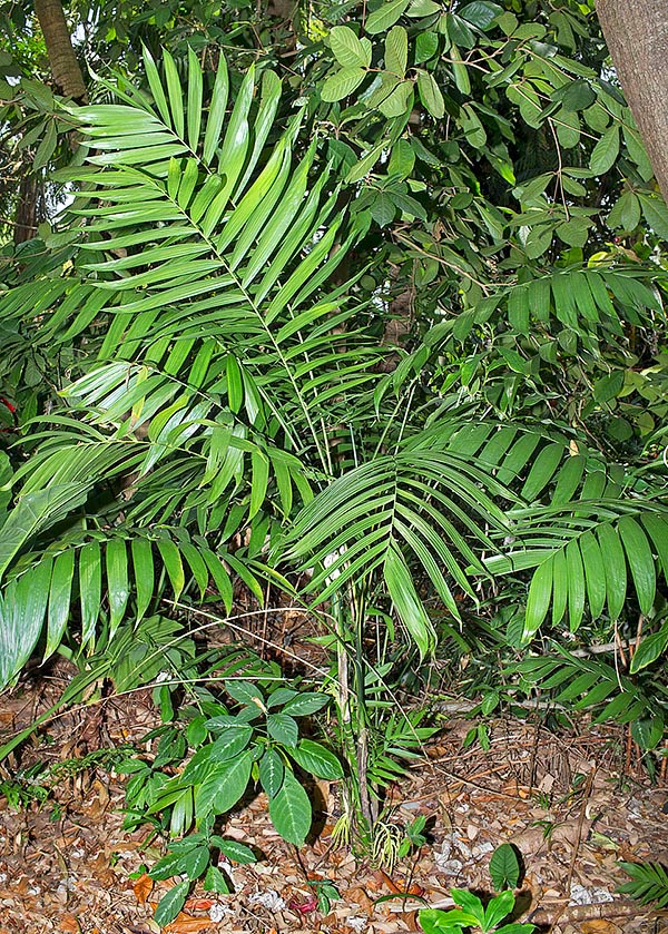 Chamaedorea tepejilote, de América Central, supera, con tallos cespitosos o solitarios, los 5 m de altura © Giuseppe Mazza