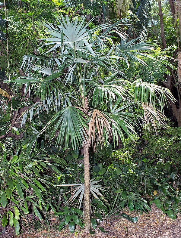 Originaire des forêts tropicales d'Amérique centrale, Cryosophila stauracantha atteint 9 m de hauteur © Giuseppe Mazza