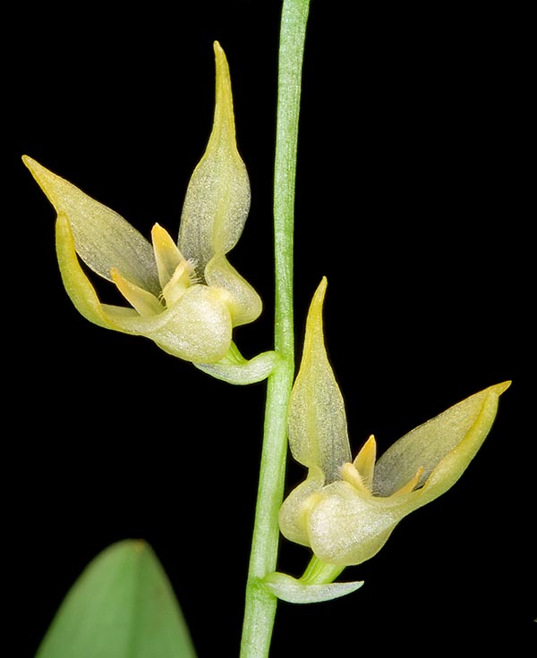 Inflorescencias con minúsculas flores de color amarillo pálido de alrededor de 2 cm de diámetro © Giuseppe Mazza