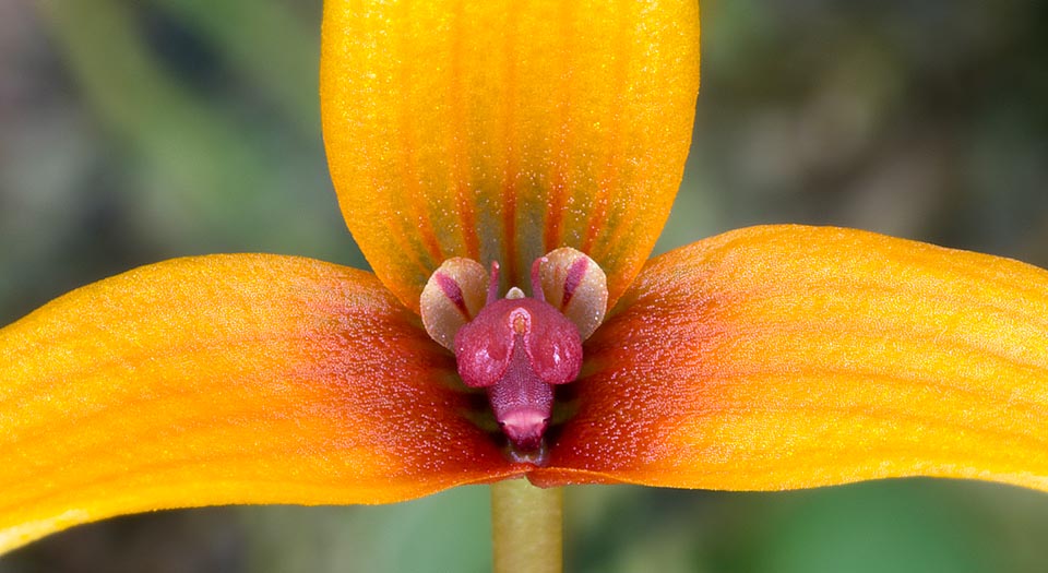 Flores con vistosos sépalos anaranjados de entre 2,5 y 4 cm. Pétalos laterales lanceolados entre 0,3 y 0,5 cm y labelo móvil oblongo, convexo, de entre 0,3 y 0,4 cm © Giuseppe Mazza