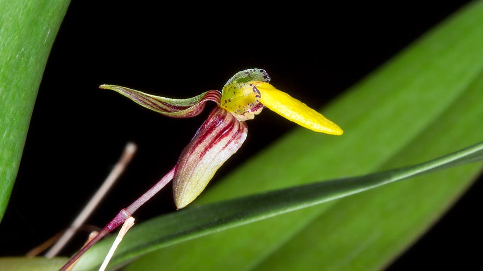Miniature orchid with ovoidal pseudobulbs of 0,6-1,8 cm of diameter and inflorescences with one single flower of 1,2 cm of diameter © Giuseppe Mazza
