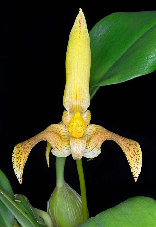 La flor, cerosa, agradablemente perfumada, dura 2 semanas y alcanza los 9 cm de diámetro. Cultivo fácil © Giuseppe Mazza