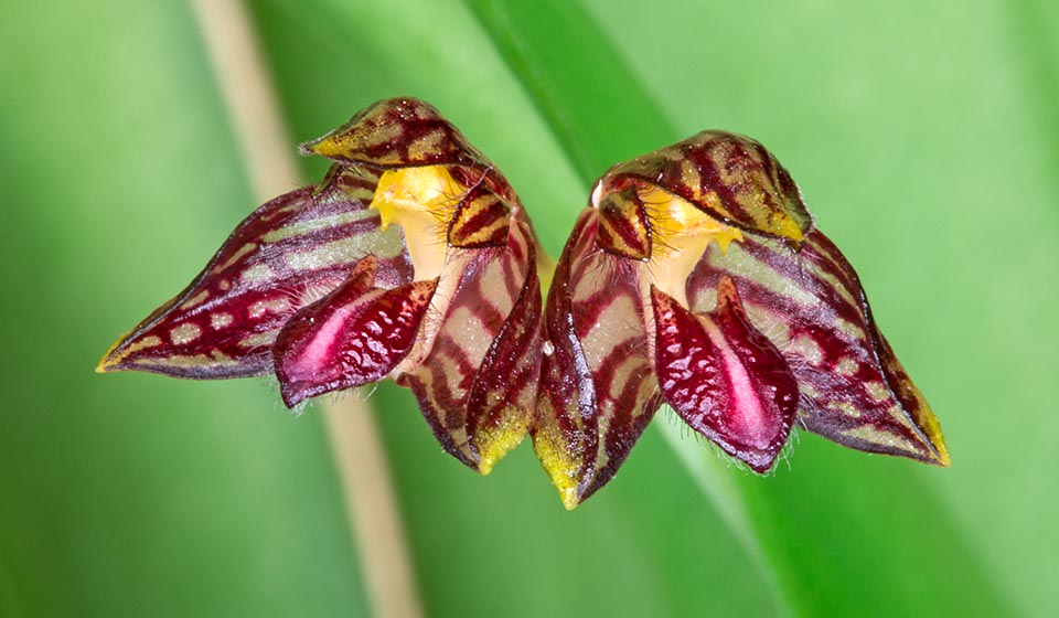 Le infiorescenze recano 1-14 minuscoli fiori ravvicinati, non completamente aperti, di circa 6 mm di diametro con corti peli come recita il nome specifico © Giuseppe Mazza