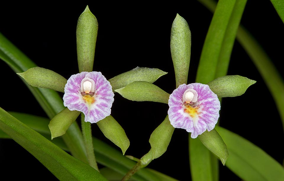 Compressed 2-4,5 cm ellipsoidal pseudobulbs, with a 7-18 cm single leaf, and inflorescences with 2-5 flowers of 2-2,5 cm of diameter © Giuseppe Mazza