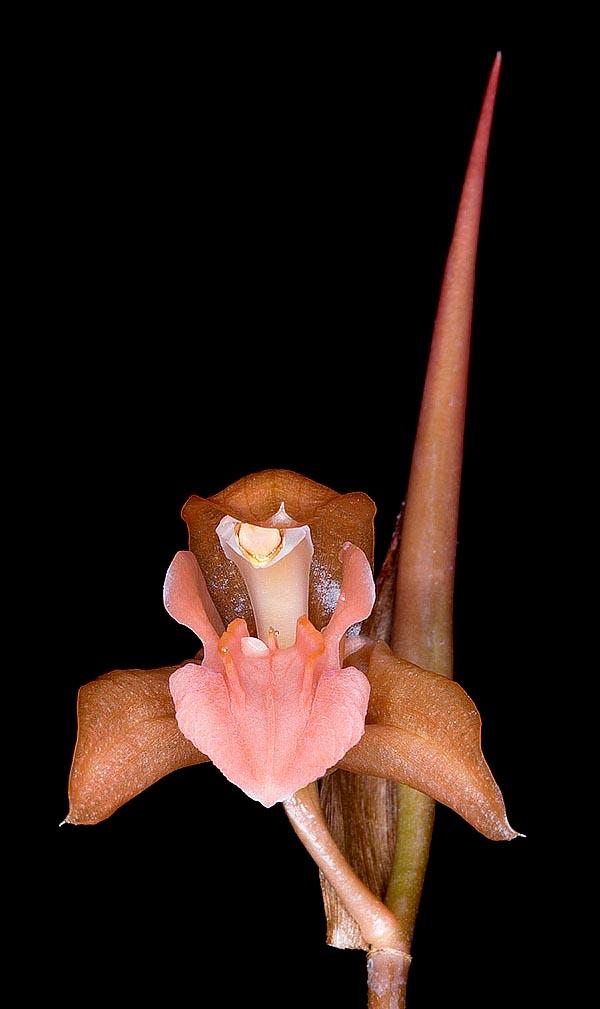 Infiorescenza con anche 40 fiori di 7-8 cm che si aprono in successione © Giuseppe Mazza