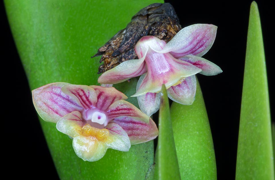 Foglie coriacee imbricate, ripiegate lateralmente, di 4-8 cm con infiorescenze sessili dai minuscoli fiori di 1-1,5 cm che si aprono in successione © Giuseppe Mazza