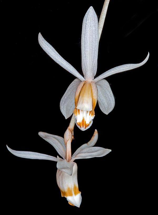 Inflorescencias racemosas colgantes, de entre 10 y 40 cm, con entre 5 y 15 flores que alcanzan los 5 cm © Giuseppe Mazza