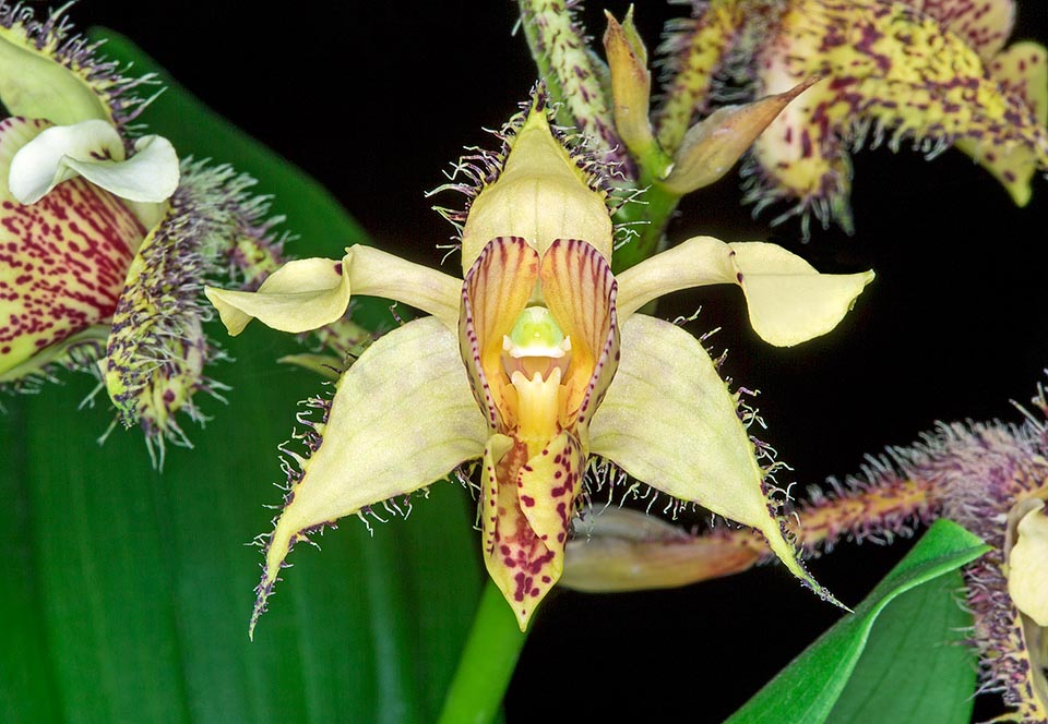 La flor, pelosa, dura hasta un mes; de entre 4 y 5 cm de anchura, es portada en grupos de entre 5 y 10 por una inflorescencia racemosa erecta que alcanza los 25 cm © Giuseppe Mazza