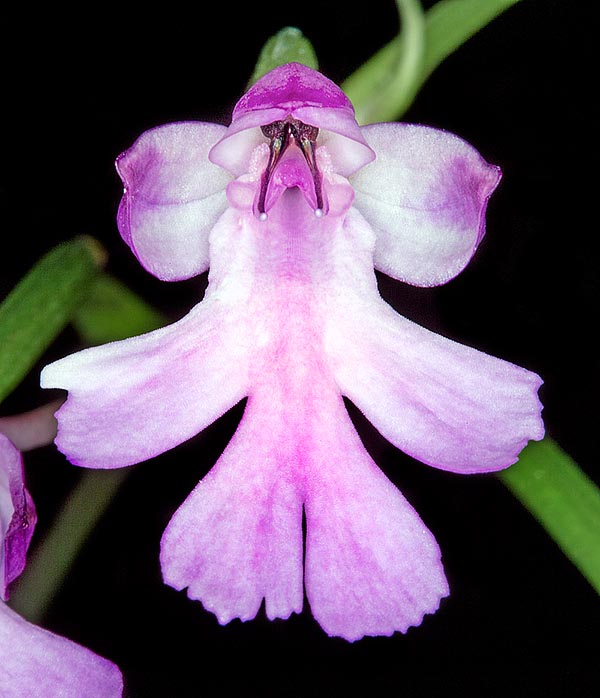 Inflorescencia de larga duración con hasta 30 flores. Merecería una mayor difusión hortícola © G. Mazza