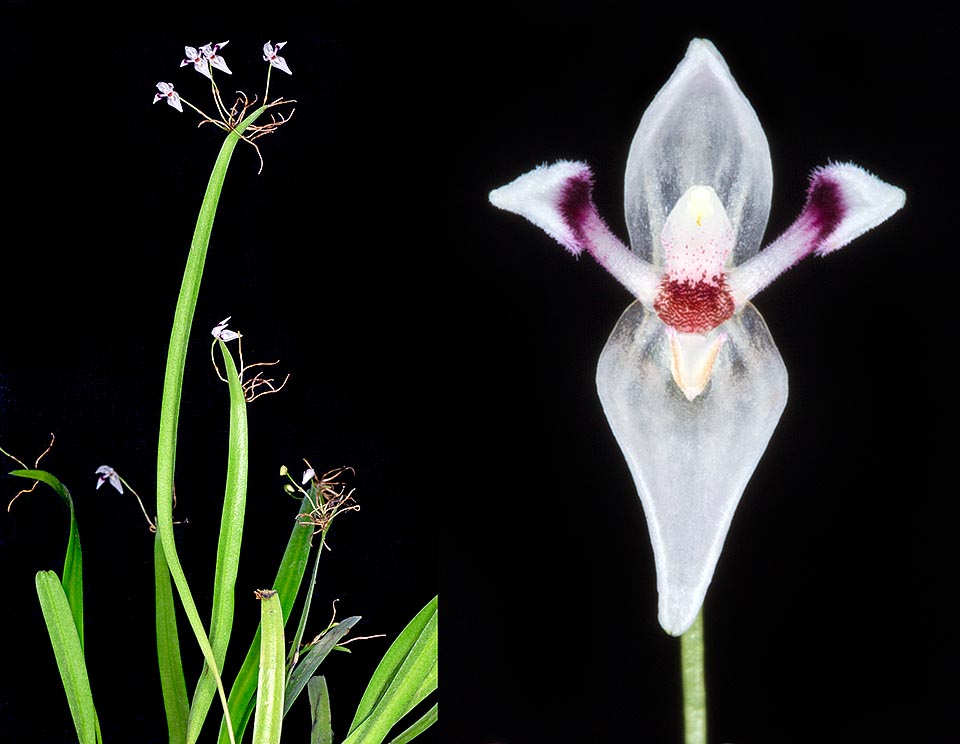 Tiges dressées et minces de 5-12 cm. Inflorescence sur la nervure médiane de la feuille, longue de 8-20 cm, à 1-1,5 cm de l’apex. Nombreuses fleurs d'environ 1 cm © Giuseppe Mazza