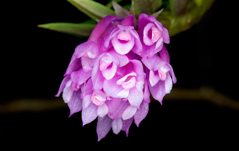 Port retombant à tiges de 8-35 cm. Les inflorescences, compactes, portent jusqu’à une dizaine de fleurs mauves, lumineuses, de longue durée. Culture facile © G. Mazza