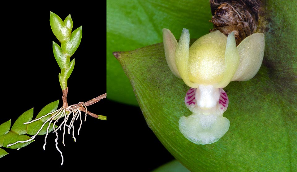 Stems with imbricate leaves folded in two. Left, a “keiki”: the start of a new plant. Right, the tiny 4 mm flower © Giuseppe Mazza