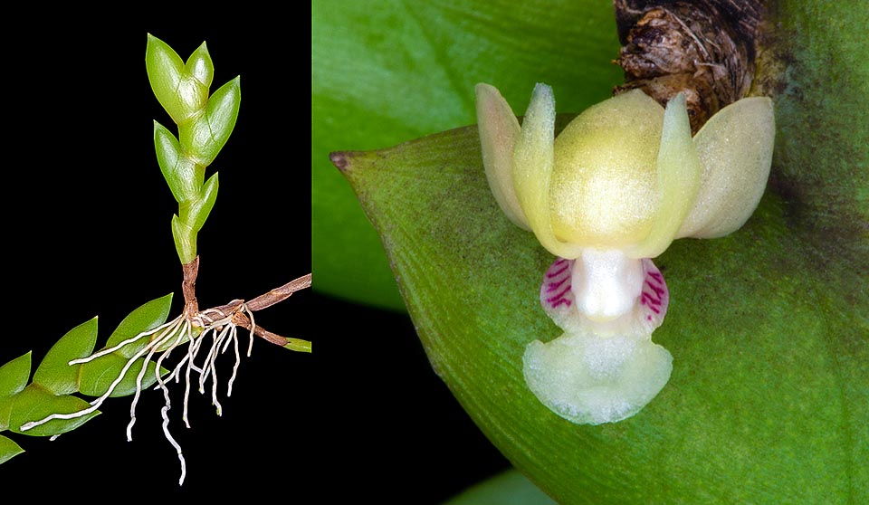 Fusti con foglie imbricate ripiegate su sé stesse. A sinistra un “keiki”: la partenza di una nuova pianta. A destra il minuscolo fiore di 4 mm © Giuseppe Mazza