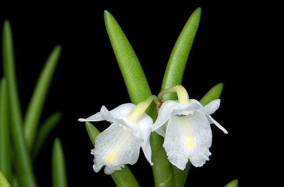 Foglie alterne distiche, carnose, compresse lateralmente, di 2-5 cm ed infiorescenze ai nodi apicali con candidi fiori di 2-2,5 cm di diametro che si aprono in successione © Giuseppe Mazza