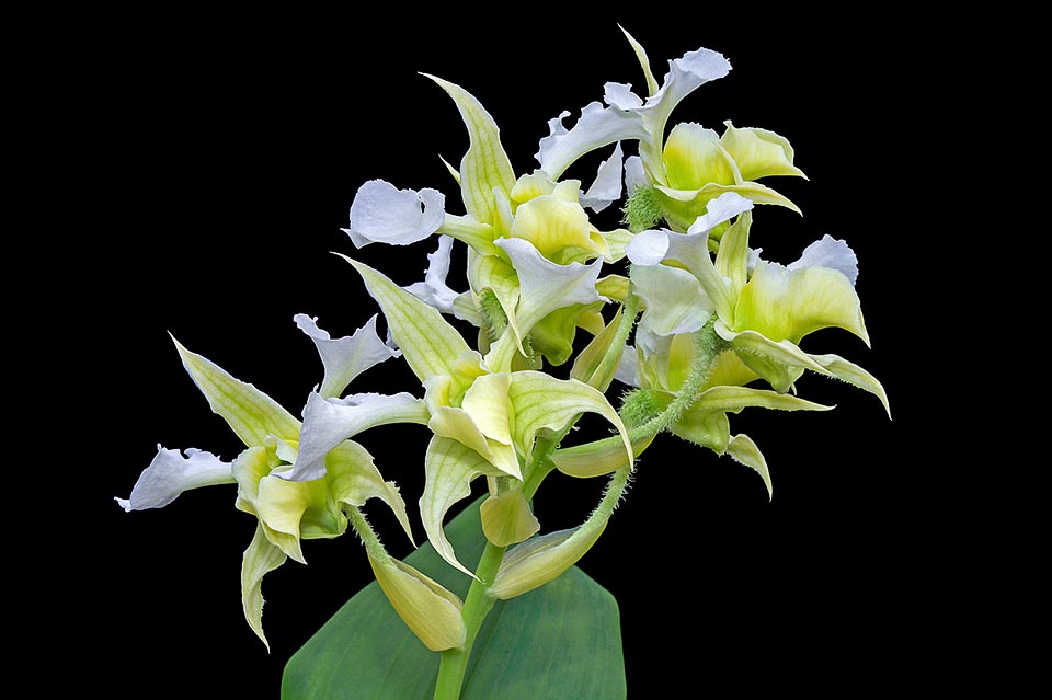 Hojas coriáceas de entre 10 y 25 cm, de 5 a 9 cm de anchura, e inflorescencias racemosas erectas de entre 15 y 35 cm que portan hasta 20 flores perfumadas de 4-6 cm © Giuseppe Mazza