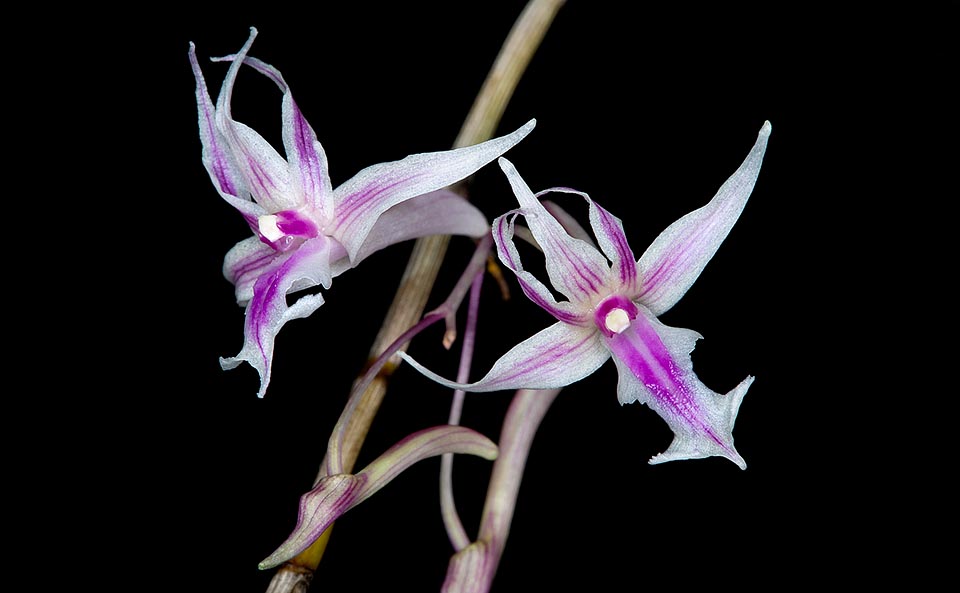 Fusti sottili, ramificati e flessuosi, con foglie alterne lineari ed infiorescenze racemose dai nodi superiori senza foglie con anche 8 fiori di 2-3 cm © Giuseppe Mazza