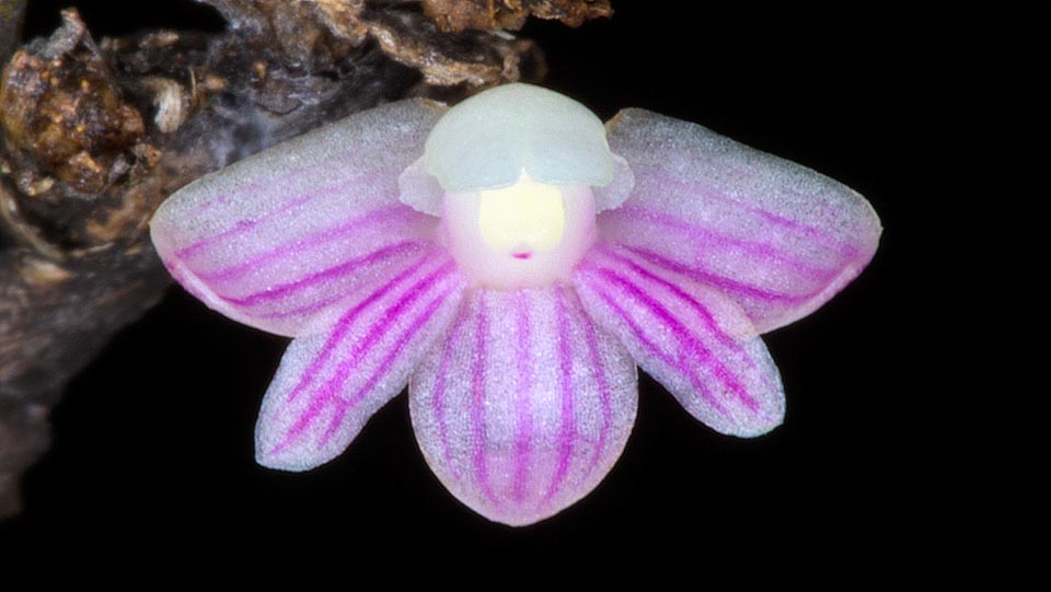 Alternate 1,5-2 cm fleshy leaves, distichous, imbricate with lamina folded in two along the central vein. Flowers of only 5 mm opening in succession © Giuseppe Mazza