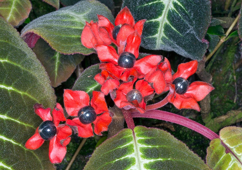 Elegant velvety leaves, with red, fleshy, petiole. Vermilion inflorescences and globose berries, bluish black with metallic reflections, with several tiny black seeds © G. Mazza