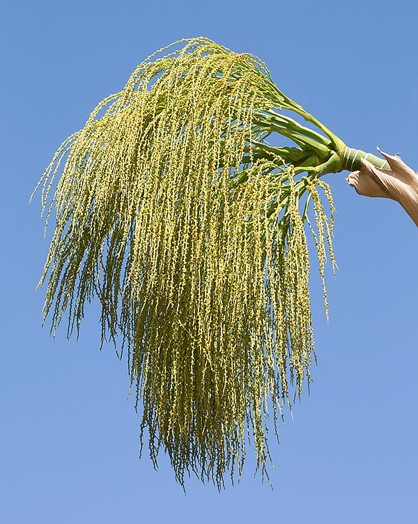 L’inflorescence parfumée de cette espèce présente le phénomène de protérandrie, les fleurs mâles arrivant à maturité avant les fleurs femelles, ce qui favorise la fertilisation croisée © Giuseppe Mazza