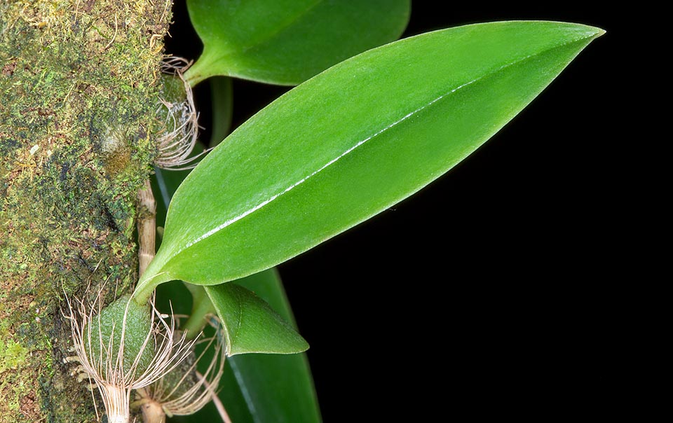 Creeping rhizome with ovoidal pseudobulbs of about 1 cm of diameter, provided at the apex of a single subsessile 3,5-4 cm leaf © Giuseppe Mazza