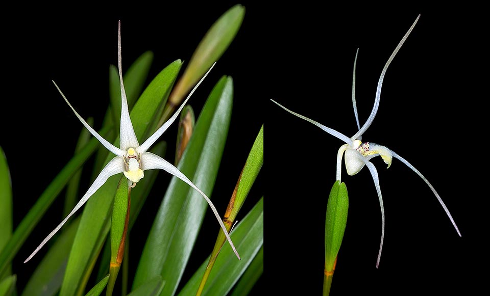 Insolita epifita a densi cespi, con rizoma strisciante, caratterizzata dalla contemporanea presenza di due differenti tipi di vegetazione: pseudobulbi corti, sterili, fusiformi, lunghi 2-5 cm con grande foglia all'apice di 8-14 cm, e fusti fioriferi, lunghi anche 30 cm, con foglia lanceolata, bilobata all'apice, di 2-3 cm. Il fiore stellato dura 8-10 ore © Giuseppe Mazza