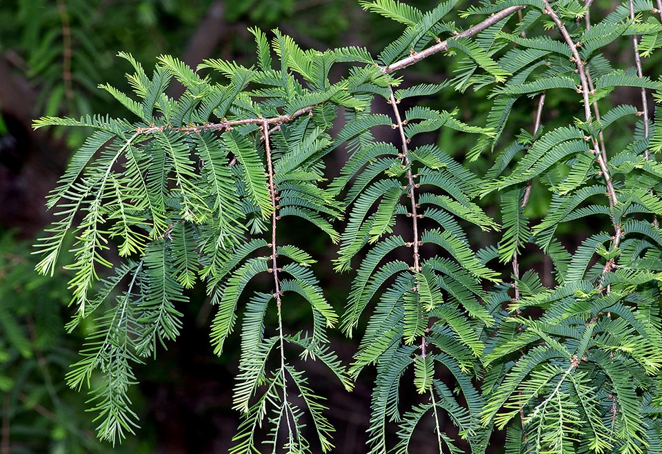 The discovery in central provinces of China of this new species, later on recognized as belonging to a genus extinct since millions of years, is considered as one of the most important botanical discoveries of the XX century. Introduced in Europe and America in 1948, it grows quickly and well in the temperate and humid continental climates © Giuseppe Mazza