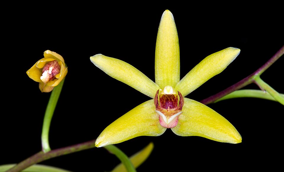 Pseudobulbos cercanos entre sí de entre 2 y 3,5 cm con hojas de entre 4 y 12 cm e inflorescencias racemosas que portan de 3 a 9 flores de entre 2,5 y 3 cm de diámetro © Giuseppe Mazza