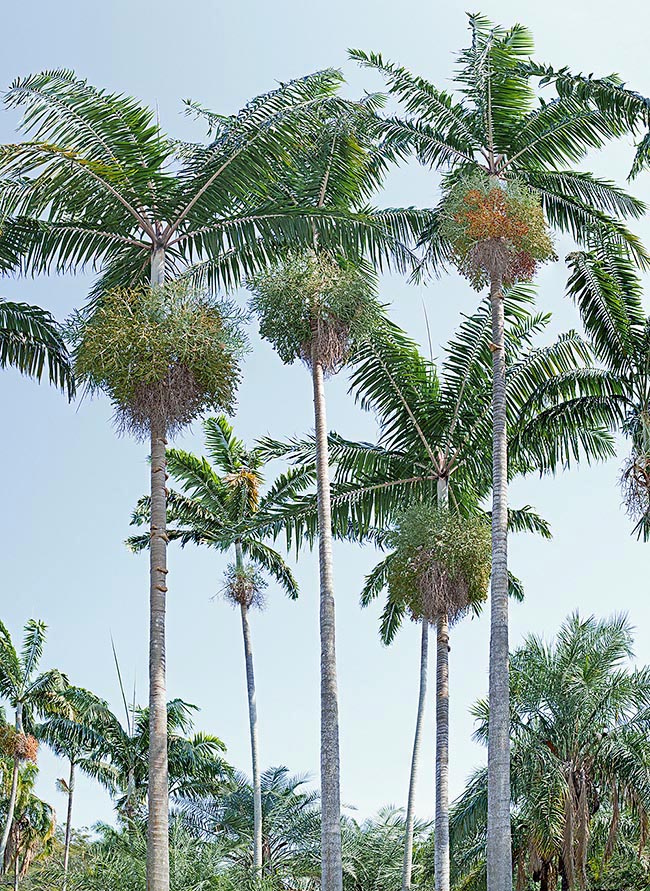 Cultivable in the tropical and humid subtropical climate zones, it adorns road sides and gardens, alone or in group © Giuseppe Mazza