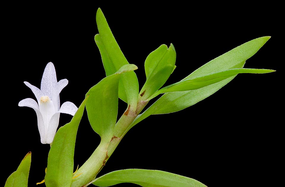 Foglie alterne di 7-8 cm. Piccoli fiori bianchi di 1,7 cm di diametro sottesi da 3-4 brattee persistenti lanceolate di 0,3-0,5 mm, giallognole o arancio © Giuseppe Mazza