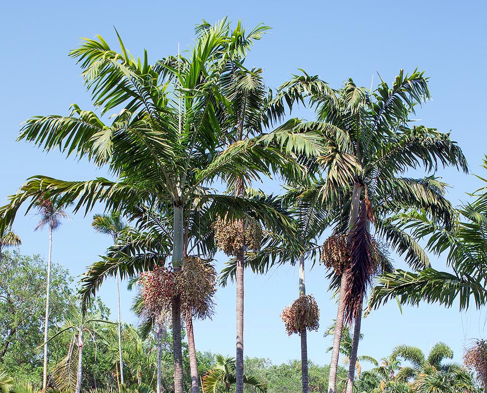 Palmier parmi les plus décoratifs dans l’absolu, il atteint les 28 m avec des troncs de 15-25 cm de diamètre à l’élégante trace des feuilles caduques © Giuseppe Mazza