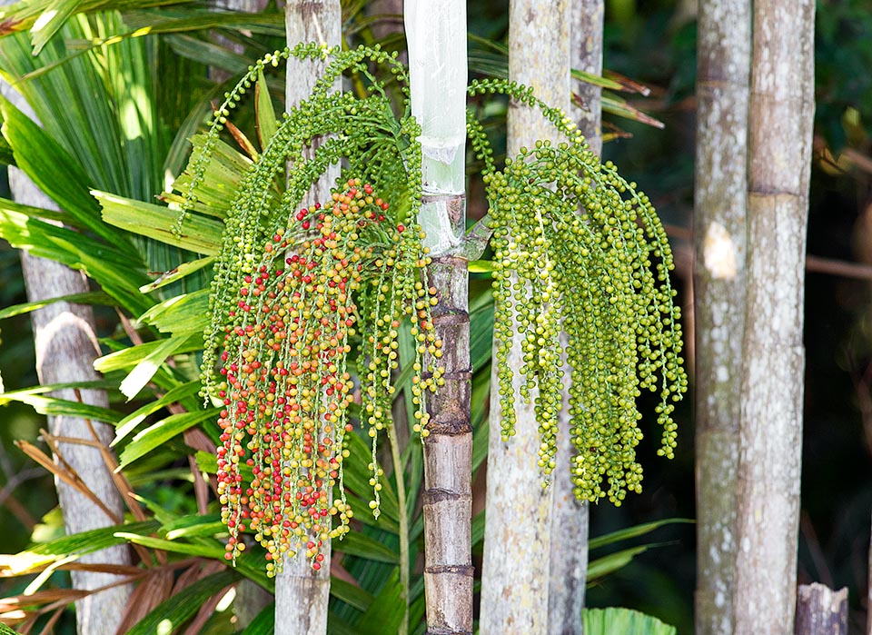 De indudables características ornamentales, aunque poco conocida en cultivo, esta palmera forma densas matas con tallos erectos, de hasta alrededor de 6 m de altura y de 6 a 7,5 cm de diámetro, sobre los que son visibles las marcas anulares de las hojas caídas. Vistosas inflorescencias infrafoliares sobre un corto pedúnculo © G. Mazza