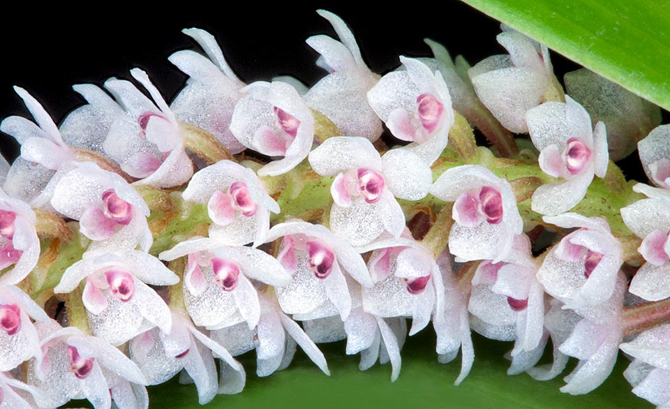 The inflorescences are compact, 10-15 cm spikes, bearing a crowd of tiny fragrant fllowers of about 0,5 cm of diameter © Giuseppe Mazza