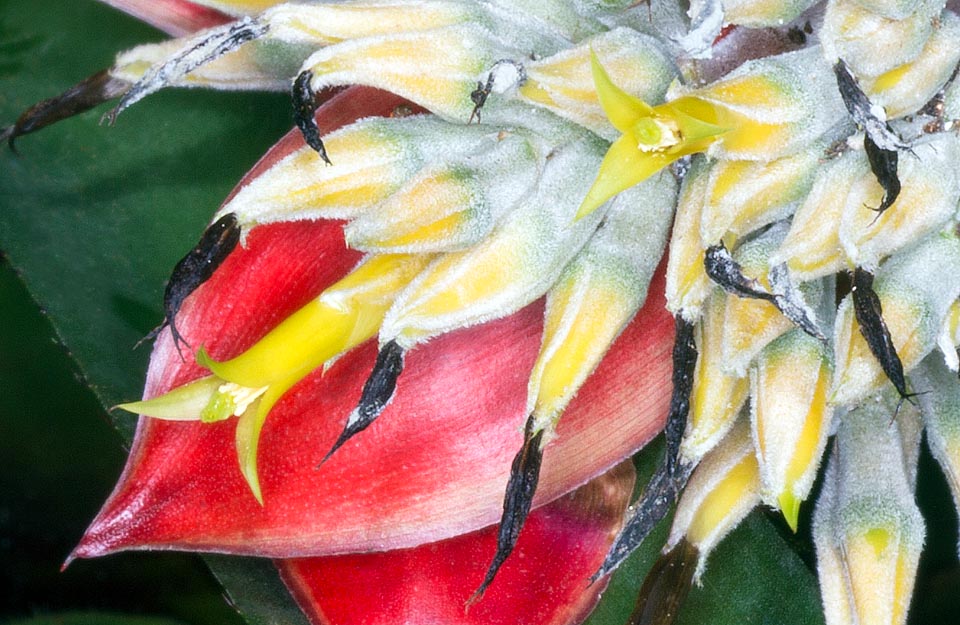 Fleurs sessiles à sépales libres de couleur jaune verdâtre, recouverts d'une pubescence blanchâtre qui a donné le nom à cette espèce, rare dans la nature et en culture © Giuseppe Mazza