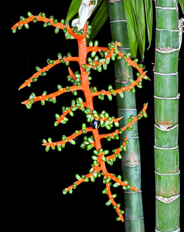 Las inflorescencias femeninas, primero amarillo verdosas y después rojo anaranjadas, alcanzan los 30 cm. Frutos verdes que tornan al negro al madurar. Las inflorescencias masculinas inmaduras son comestibles © Giuseppe Mazza