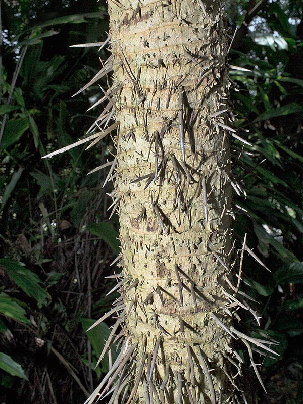 Il tronco ha radici avventizie spinose che si allargano a cono verso la base e radicano al suolo con funzione di sostegno. Le foglie pestate facilitano la pesca. La polpa dei piccioli è emostatica, lenitiva e disinfettante © Giuseppe Mazza