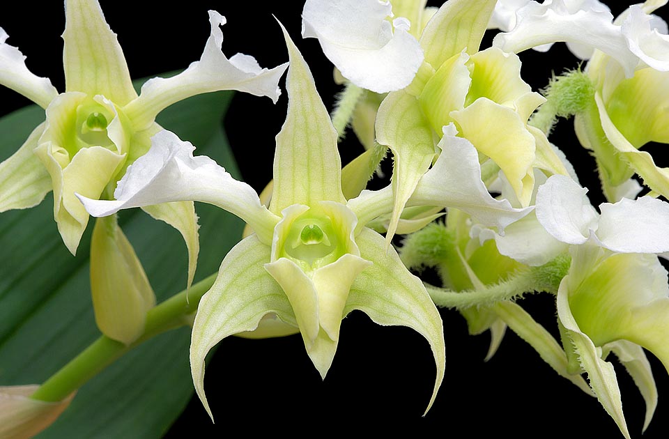 Espèce vigoureuse facile à cultiver, appréciée pour ses fleurs insolites, aux éléments verts, jaunes et blancs, qui durent 3 semaines © Giuseppe Mazza