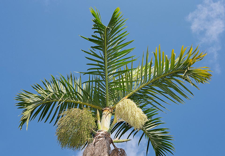 Ha rischiato l’estinzione in natura, ma per la sua eleganza, sia allo stato giovanile che adulta, è oggi presente in molti giardini tropicali e subtropicali © Giuseppe Mazza