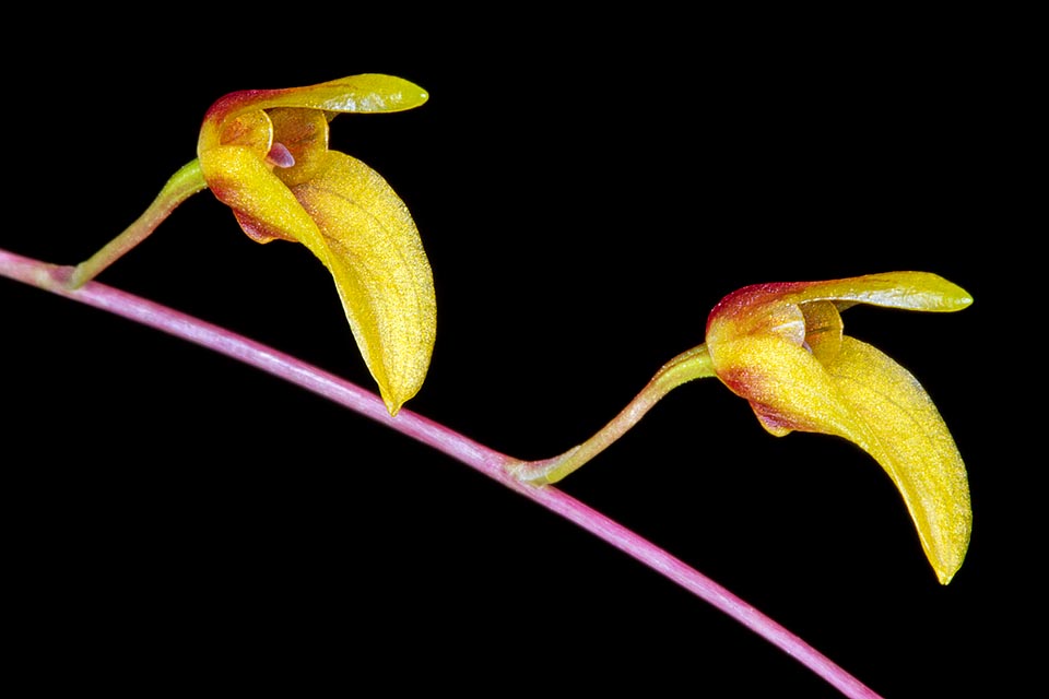 Peu connue en culture, elle a une inflorescence initialement érigée puis recourbée sur un pédoncule de 30 cm avec 7 à 13 fleurs non entièrement ouvertes © G. Mazza