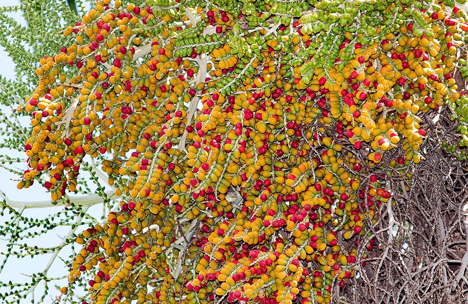 I numerosi frutti, grandi appena la metà di quelli dell’analoga Veitchia arecina, sono inizialmente verdi, poi gialli ed infine rosso brillante © Giuseppe Mazza