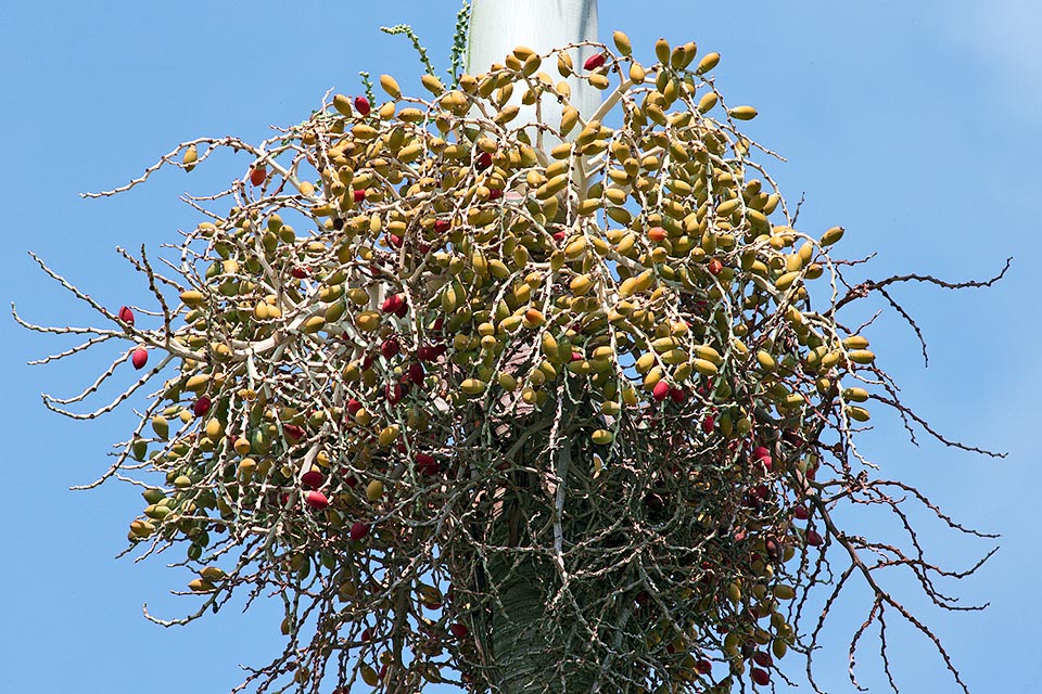 Además de por las flores, se distingue fácilmente de la similar Veitchia winin por los frutos del doble de tamaño, entre 3 y 4,5 cm de largo y 2,5 cm de diámetro © Giuseppe Mazza