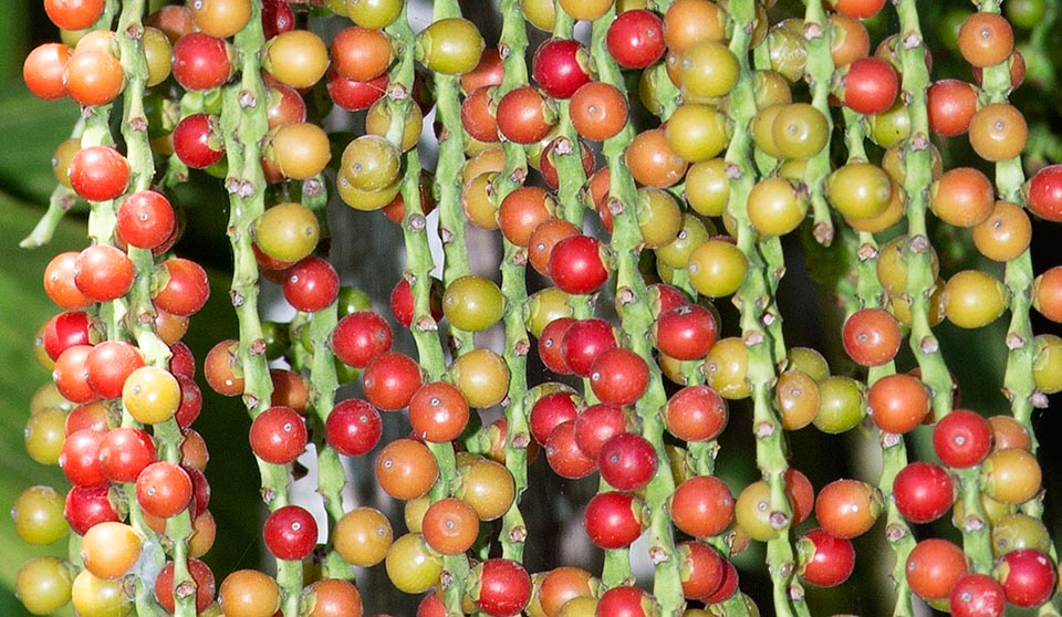 Los numerosos frutos, que contienen una sola semilla, son globosos y de color inicialmente verde que torna a rojo intenso y brillante en la madurez © Giuseppe Mazza