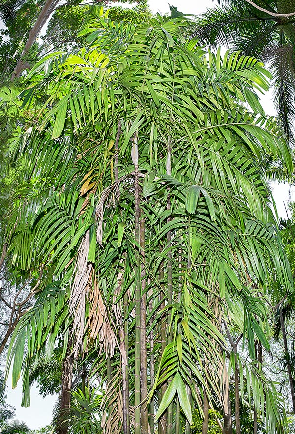 With stems of 5-9 cm of diameter, at first sight similar to bamboos due to the embossed traces of the fallen leaves, the Ptychosperma lauterbachii of New Guinea grows along the rivers and in periodically flooded areas. Elegant unarmed species, mostly cespitous, that may be 12 m tall © Giuseppe Mazza