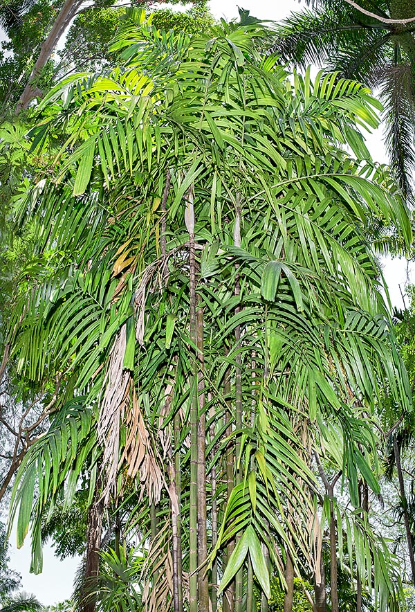 Avec des tiges de 5-9 cm de diamètre, à première vue similaires aux bambous par la trace en relief des feuilles caduques, Ptychosperma lauterbachii pousse le long des rivières et dans les zones périodiquement inondées. Élégante espèce inerme, surtout cespiteuse, qui peut atteindre 12 m de hauteur © G. Mazza