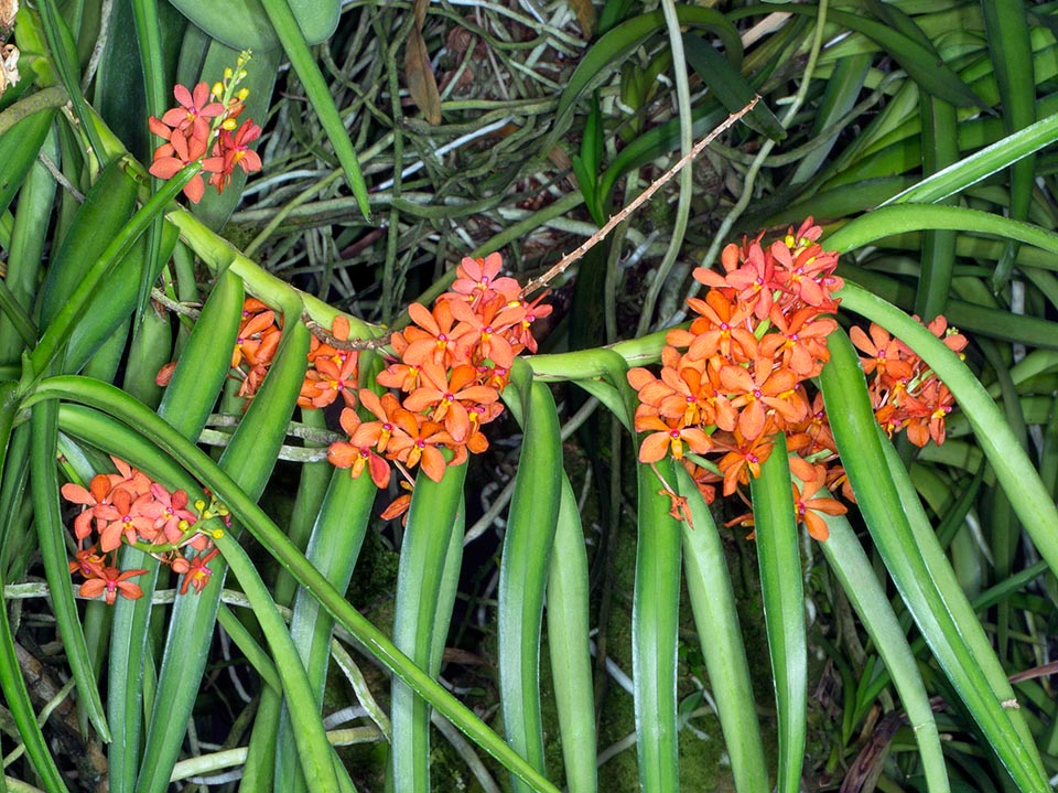 Native to Myanmar and Thailand, Vanda curvifolia is a monopodial epyphitic species with woody stem, usually erect, at times ramified, 1 cm broad and about 30 cm long © Giuseppe Mazza