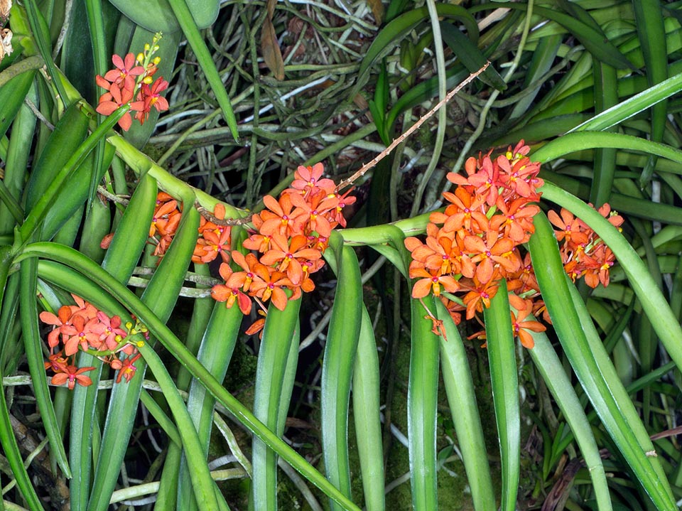 Originaire du Myanmar et de Thaïlande, Vanda curvifolia est une espèce épiphyte monopodiale avec une tige ligneuse, habituellement érigée, parfois ramifiée, de 1 cm de large et d'environ 30 cm de long. Les feuilles sont alternes, arquées vers le bas,  distiques,  coriaces, de 10 à 30 cm de long et de 1-1,5 cm de large © Giuseppe Mazza