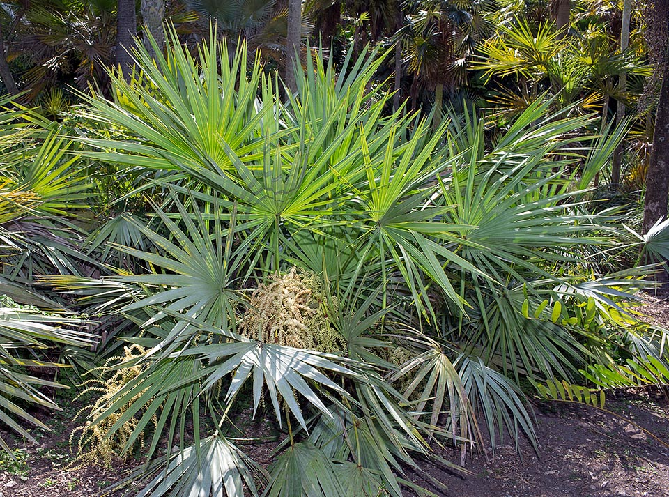 La Serenoa repens è originaria degli U.S.A. (Alabama, Carolina del Sud, Florida, Georgia, Mississippi e Louisiana). Specie monoica cespitosa ha fusti lunghi anche 6 m, per lo più sotterranei o striscianti, che radicano formando fitte colonie sui suoli sabbiosi ed aridi. Foglie quasi circolari di 40-90 cm di diametro su un picciolo di 60-100 cm © Giuseppe Mazza