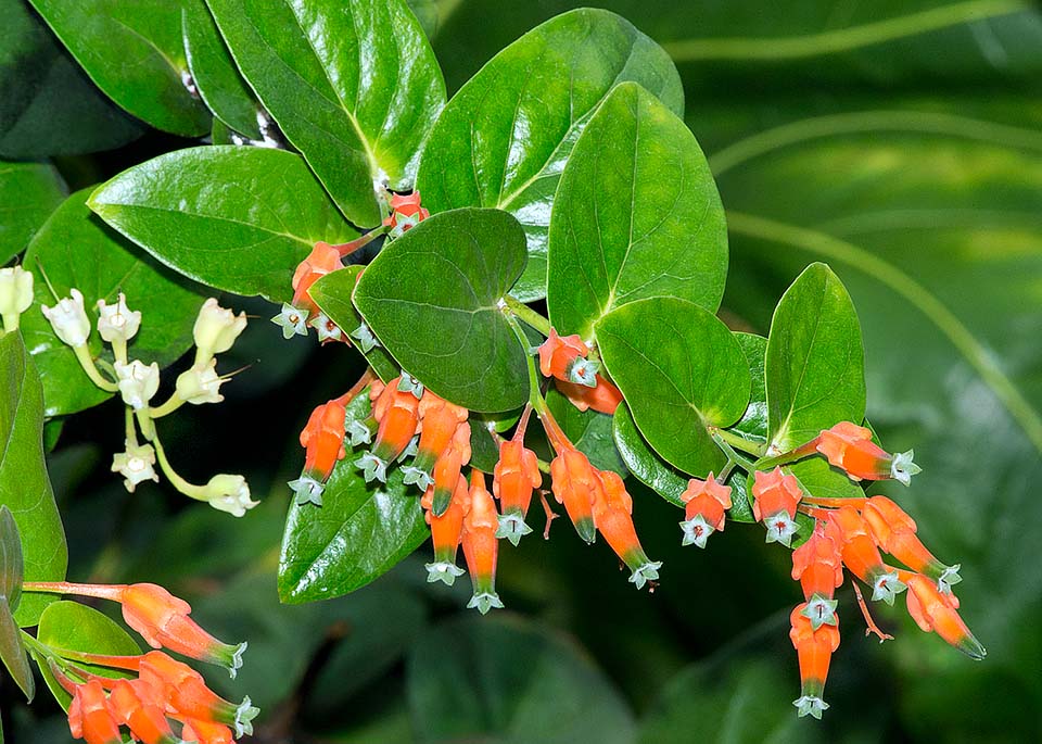 Epiphytic or terrestrial ramified shrub, of 0,6-2,5 m, Macleania pentaptera is native to the Ecuador humid forests, between 150 and 2100 m of altitude © Giuseppe Mazza