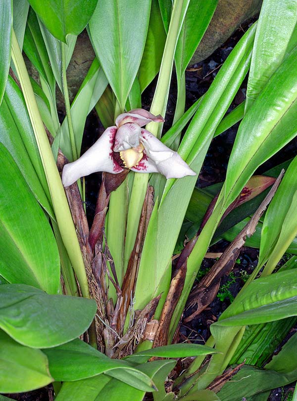 Originaire des forêts brumeuses de l'Équateur et du Pérou, Maxillaria sanderiana est une espèce épiphyte ou lithophyte avec un rhizome rampant, des pseudobulbes ovoïdes de 5-10 cm  et des feuilles de 40 cm © Giuseppe Mazza