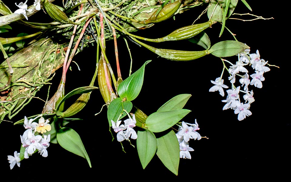 Epiphyte avec des rhizomes courts, Dendrobium aberrans est une orchidée miniature des forêts humides de Papouasie-Nouvelle-Guinée, entre 300 et 1800 m d'altitude © Giuseppe Mazza